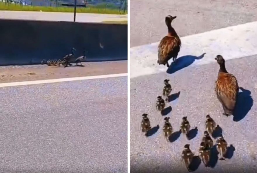 policia-ajuda-familia-de-patos-a-atravessar-rodovia-dutra-em-sp policia-ajuda-familia-de-patos-a-atravessar-rodovia-dutra-em-sp