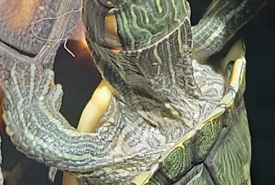 policia-ambiental-apreende-jabutis-e-tigres-dagua-em-cativeiro-irregular-em-limeira policia-ambiental-apreende-jabutis-e-tigres-dagua-em-cativeiro-irregular-em-limeira