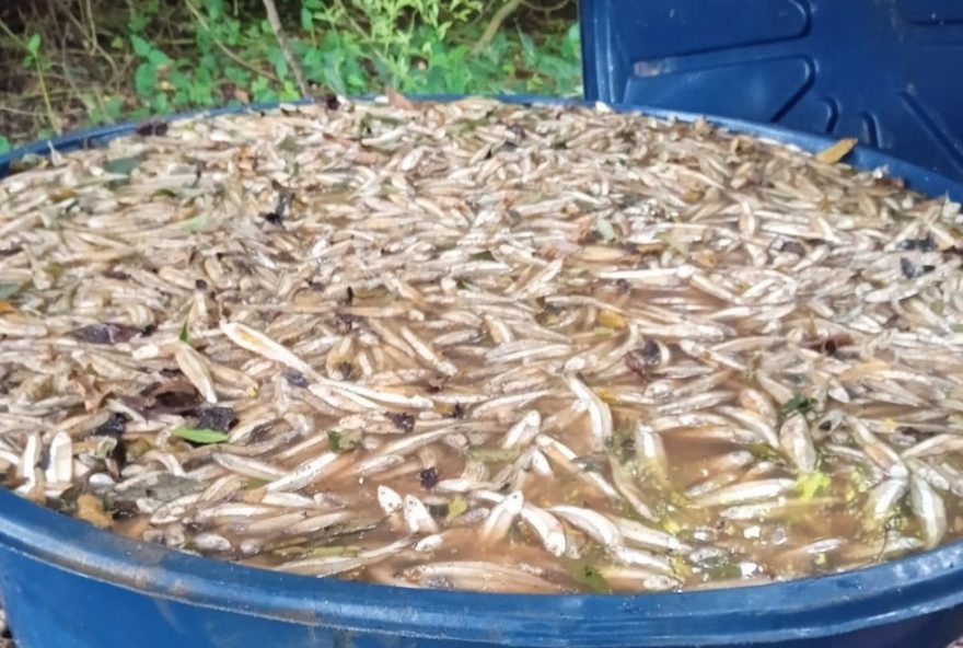 policia-ambiental-de-iguape-apreende-uma-tonelada-de-pescado-ilegal-no-vale-do-ribeira policia-ambiental-de-iguape-apreende-uma-tonelada-de-pescado-ilegal-no-vale-do-ribeira