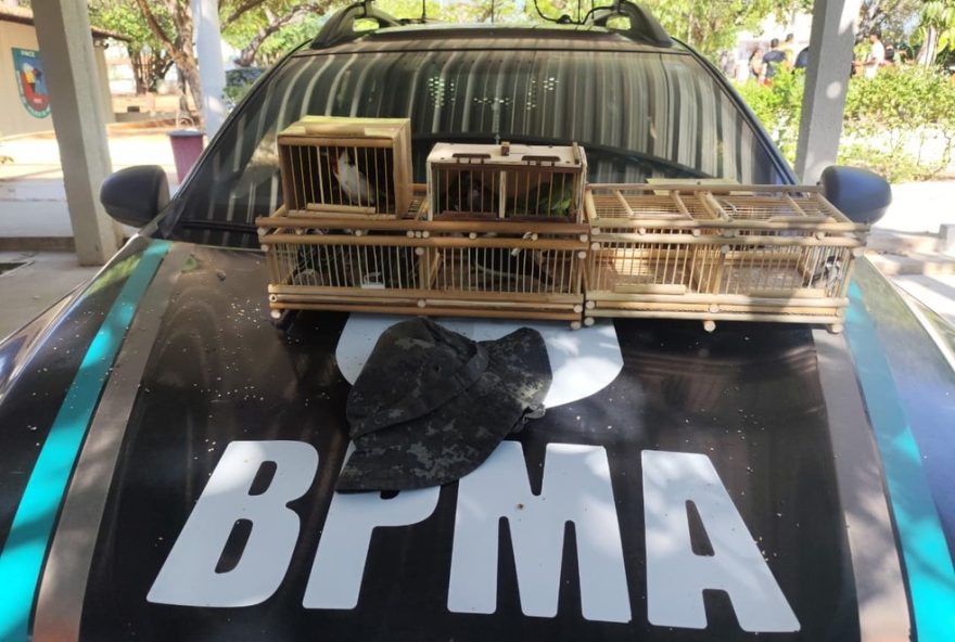 policia-ambiental-resgata-14-aves-silvestres-em-feira-de-juazeiro-do-norte2C-ceara