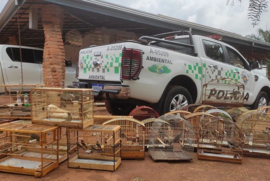 policia-ambiental-resgata-46-aves-silvestres2C-incluindo-caboclinho-ameacado-de-extincao-em-hortolandia2C-com-multa-de-r24-272C5-mil