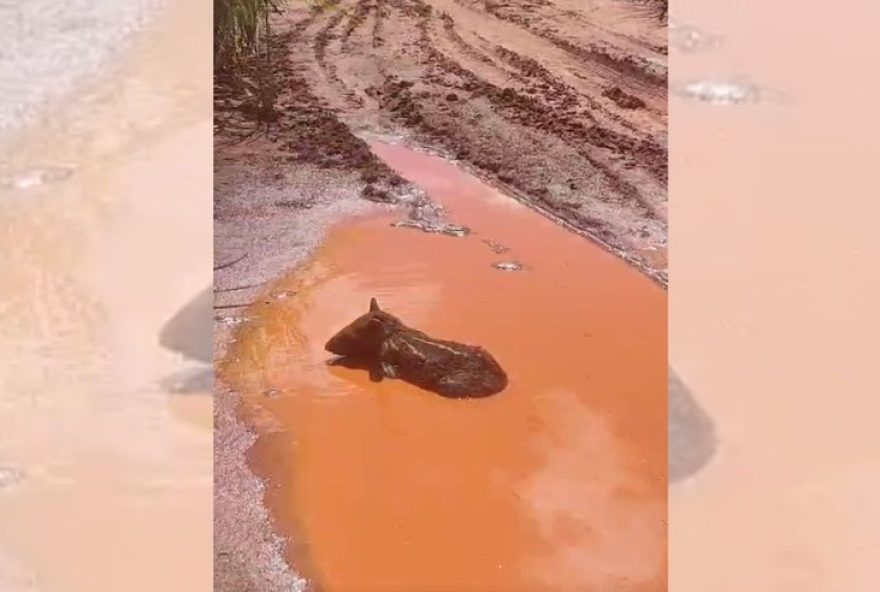 policia-ambiental-resgata-filhote-de-anta-ferido-no-interior-de-sp policia-ambiental-resgata-filhote-de-anta-ferido-no-interior-de-sp