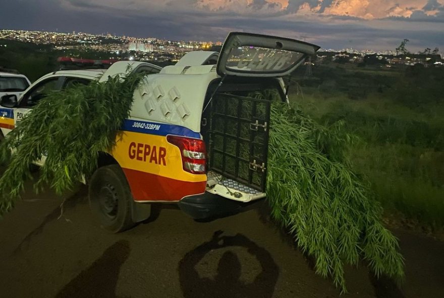 policia-apreende-85-pes-de-maconha-em-uberlandia3A-suspeitos-fogem-da-abordagem