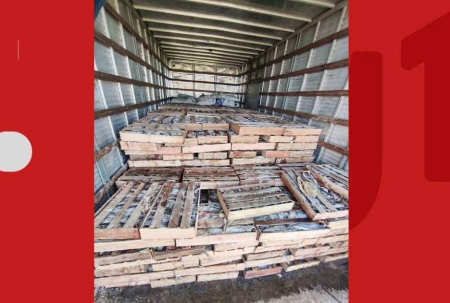 policia-apreende-nove-toneladas-de-peixe-em-caminhao-irregular-na-bahia policia-apreende-nove-toneladas-de-peixe-em-caminhao-irregular-na-bahia