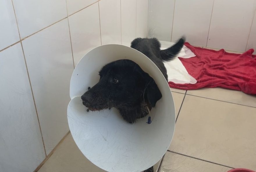 policia-civil-de-itapetininga-registra-mais-de-160-denuncias-de-maus-tratos-animais-em-20253A-entidades-atuam-na-protecao-e-adocao-responsavel