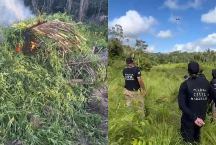 policia-civil-do-maranhao-destroi-10-mil-pes-de-maconha-na-baixada3A-prisoes-e-apreensoes