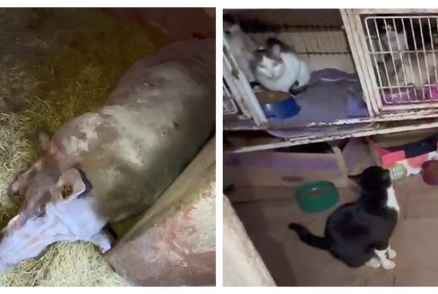 policia-civil-encontra-100-animais-em-maus-tratos-em-ong-de-mairipora3A-responsavel-sera-investigada-por-negligencia