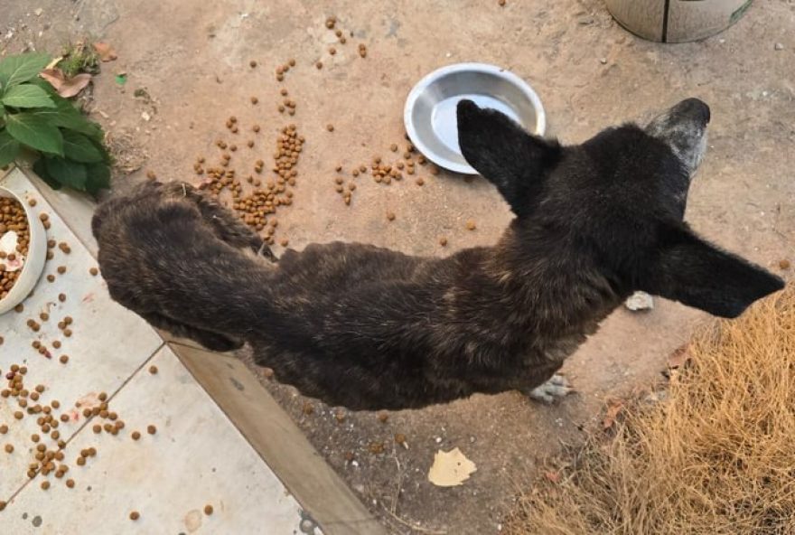 policia-civil-fecha-abrigo-clandestino-de-animais-com-10-caes-mortos-em-planaltina2C-df