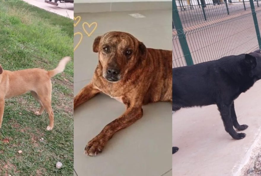 policia-civil-investiga-desaparecimento-de-caes-comunitarios-em-empresa-de-e-commerce-no-parana policia-civil-investiga-desaparecimento-de-caes-comunitarios-em-empresa-de-e-commerce-no-parana