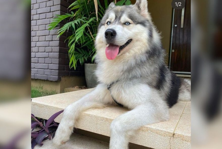 policia-civil-recupera-husky-siberiano-em-alegrete3A-cuidado-com-os-cuidadores-de-animais