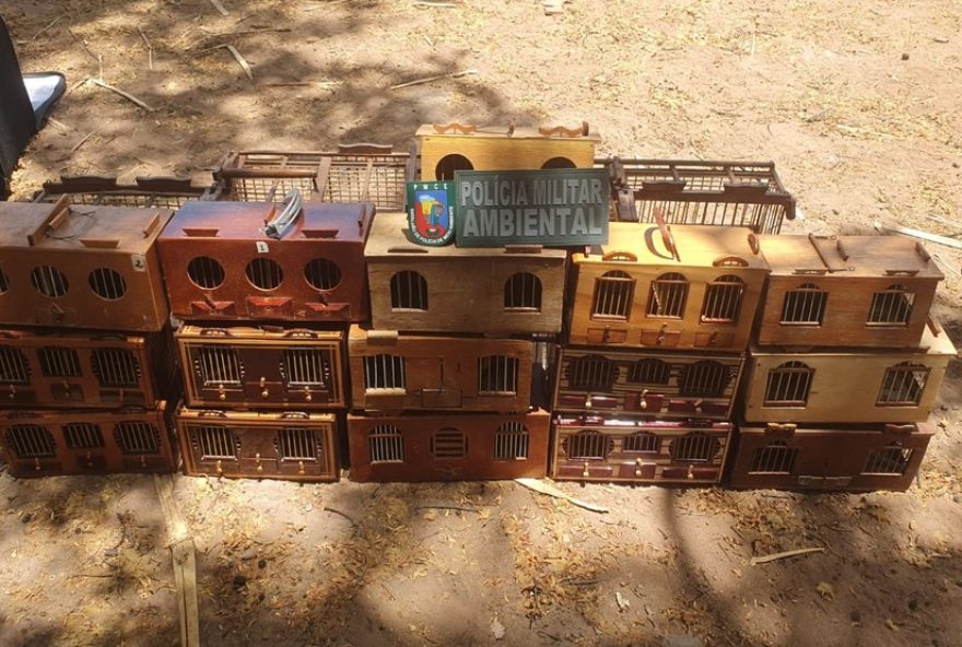 policia-desarticula-rinha-e-resgata-30-passaros-no-ceara3A-valor-estimado-em-r24-90-mil-no-mercado-ilegal.-homens-respondem-por-maus-tratos policia-desarticula-rinha-e-resgata-30-passaros-no-ceara3A-valor-estimado-em-r24-90-mil-no-mercado-ilegal.-homens-respondem-por-maus-tratos