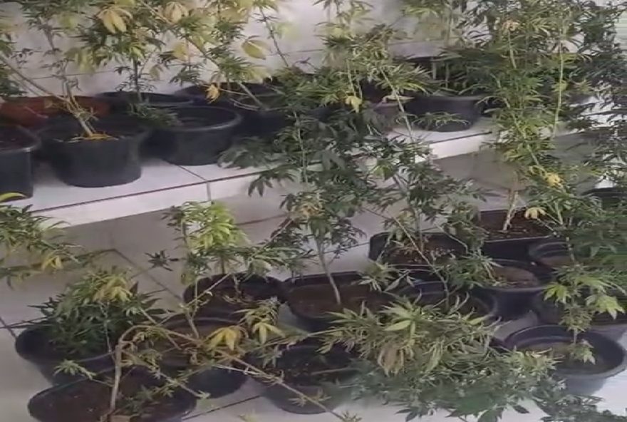 policia-descobre-estufa-de-maconha-com-iluminacao-de-led-em-recife3A-confira-o-video