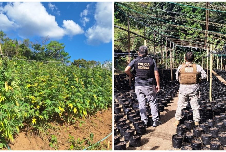 policia-destroi-plantacao-com-15-mil-pes-de-maconha-na-serra-do-ceara3A-descoberta-inedita policia-destroi-plantacao-com-15-mil-pes-de-maconha-na-serra-do-ceara3A-descoberta-inedita