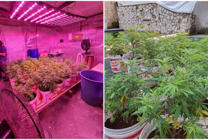 policia-encontra-330-mudas-de-maconha-em-pousada-no-litoral-do-ceara3A-operacao-jardim-oculto-desmantela-esquema-ilegal policia-encontra-330-mudas-de-maconha-em-pousada-no-litoral-do-ceara3A-operacao-jardim-oculto-desmantela-esquema-ilegal