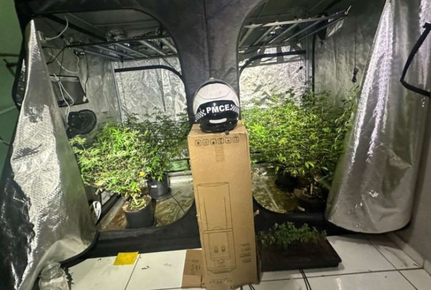 policia-fecha-laboratorio-clandestino-de-maconha-em-apartamento-em-fortaleza
