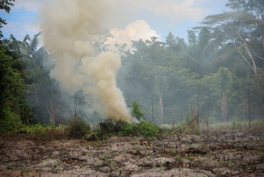 policia-federal-destroi-mais-de-65-mil-pes-de-maconha-no-maranhao3A-operacao-carcara-combate-cultivo-ilegal