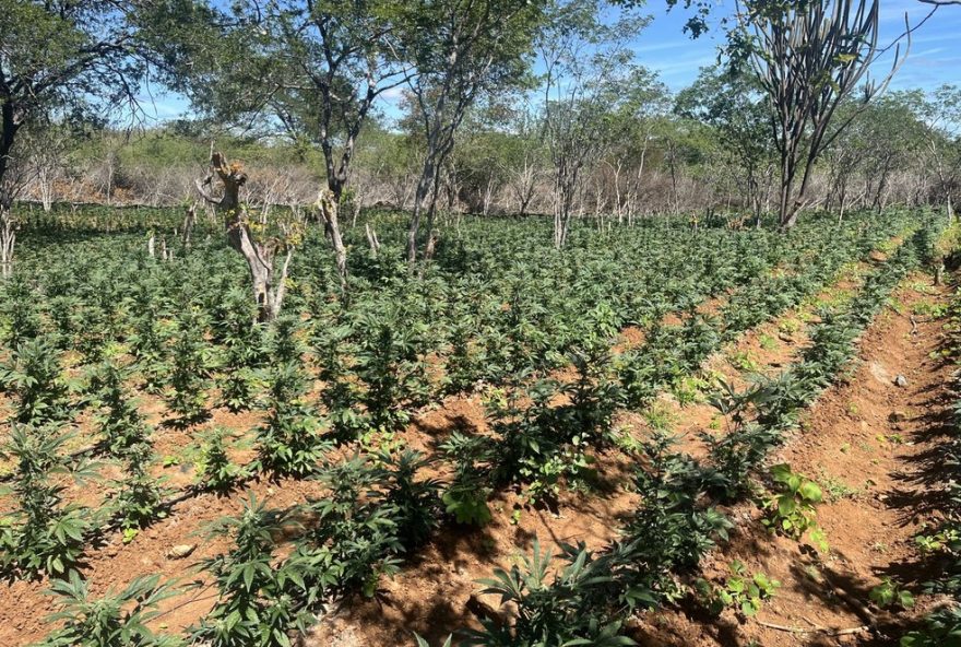 policia-federal-e-militar-erradicam-150-mil-pes-de-maconha-em-operacao-no-sertao-de-pernambuco