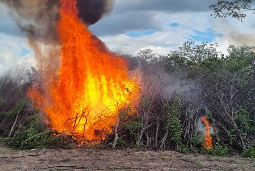 policia-federal-erradica-mais-de-430-mil-pes-de-maconha-no-sertao-de-pernambuco3A-balanco-da-operacao-carcara