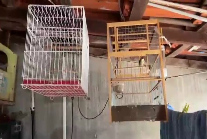 policia-federal-prende-homem-por-falsificacao-de-anilhas-de-aves-em-sumare3A-operacao-22elo-perdido22-em-acao-contra-crimes-ambientais policia-federal-prende-homem-por-falsificacao-de-anilhas-de-aves-em-sumare3A-operacao-22elo-perdido22-em-acao-contra-crimes-ambientais