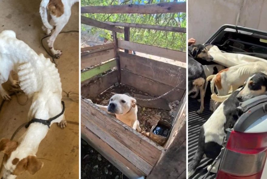 policia-flagra-11-cachorros-em-situacao-de-maus-tratos-no-parana3A-resgate-e-investigacao-em-andamento