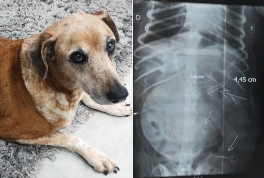 policia-investiga-caso-de-cadela-que-come-salsicha-com-agulhas-no-litoral-de-sp policia-investiga-caso-de-cadela-que-come-salsicha-com-agulhas-no-litoral-de-sp