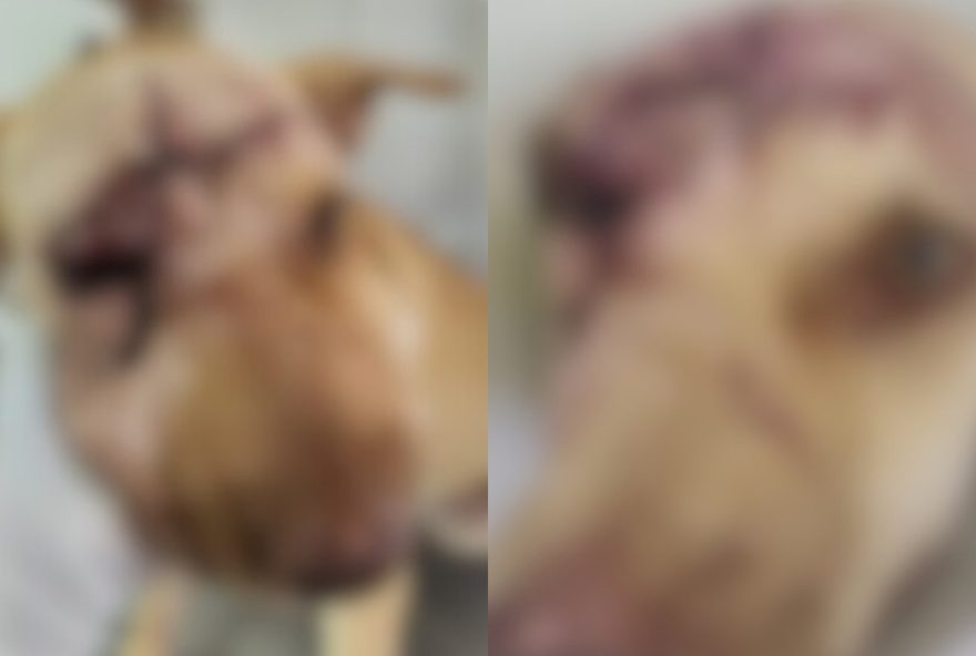 policia-investiga-maus-tratos-contra-cadela-em-crato3A-saiba-como-denunciar.-acao-criminosa-choca-populacao-e-orgaos-competentes-atuam-para-garantir-protecao-aos-animais policia-investiga-maus-tratos-contra-cadela-em-crato3A-saiba-como-denunciar.-acao-criminosa-choca-populacao-e-orgaos-competentes-atuam-para-garantir-protecao-aos-animais