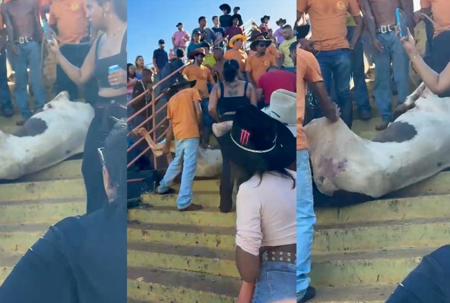 policia-investiga-maus-tratos3A-cavalo-caido-em-arquibancada-de-ginasio-em-sp policia-investiga-maus-tratos3A-cavalo-caido-em-arquibancada-de-ginasio-em-sp