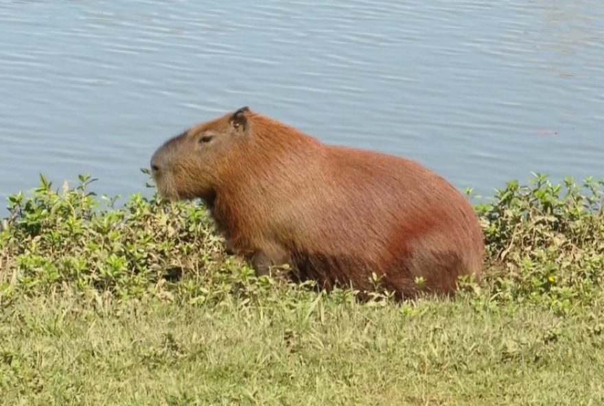 policia-investiga-morte-de-capivara-em-ponta-grossa3A-a-importancia-da-preservacao-ambiental-e-combate-aos-maus-tratos policia-investiga-morte-de-capivara-em-ponta-grossa3A-a-importancia-da-preservacao-ambiental-e-combate-aos-maus-tratos