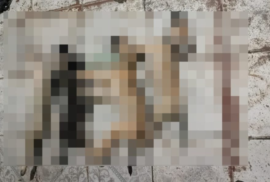 policia-investiga-morte-de-cinco-filhotes-em-ananindeua-por-suspeita-de-envenenamento-na-grande-belem3A-tutora-relata-caso