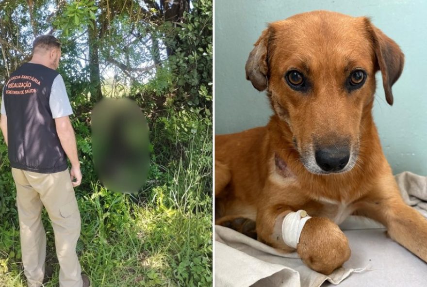 policia-investiga-morte-de-seis-caes-no-rs3B-casos-de-maus-tratos-sao-apurados policia-investiga-morte-de-seis-caes-no-rs3B-casos-de-maus-tratos-sao-apurados