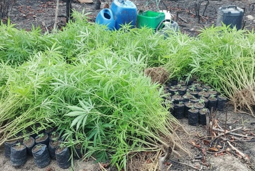 policia-militar-flagra-plantacao-de-maconha-no-para-com-satelites-e-drones3A-acao-eficaz-no-combate-ao-crime-organizado policia-militar-flagra-plantacao-de-maconha-no-para-com-satelites-e-drones3A-acao-eficaz-no-combate-ao-crime-organizado