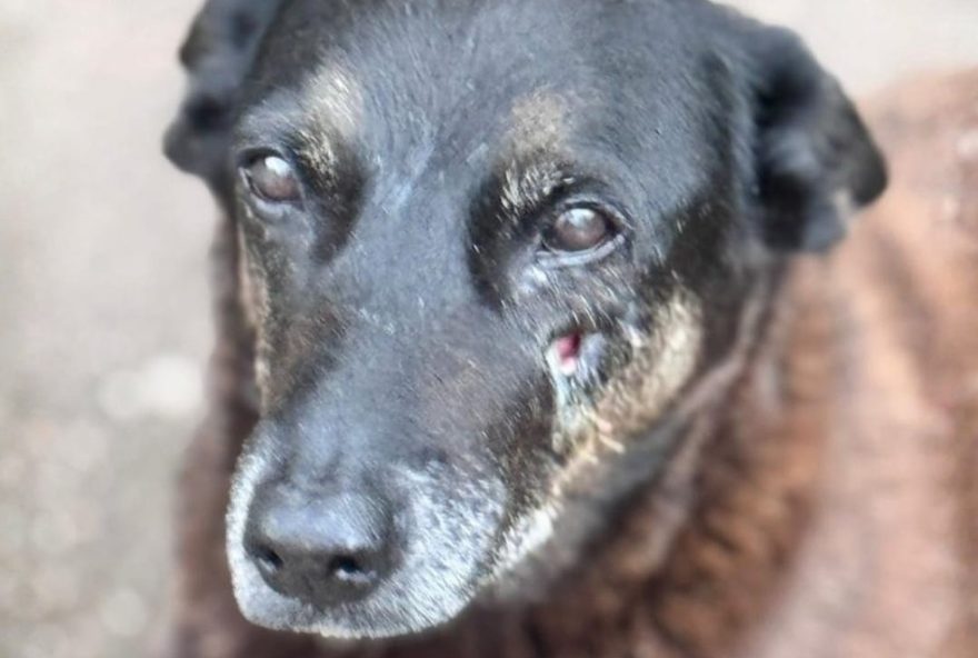 policia-pede-apreensao-de-passaporte-de-suspeito-de-agressao-a-cao-em-sc