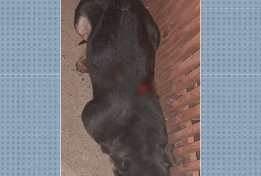 policia-prende-homens-por-maus-tratos-a-animais-em-ceilandia2C-df3A-detalhes-chocantes