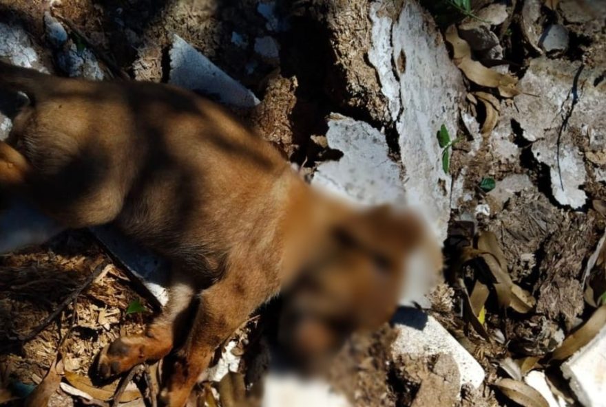 policia-prende-serial-killer-de-animais-em-sp3A-atos-de-extrema-crueldade-em-itapetininga