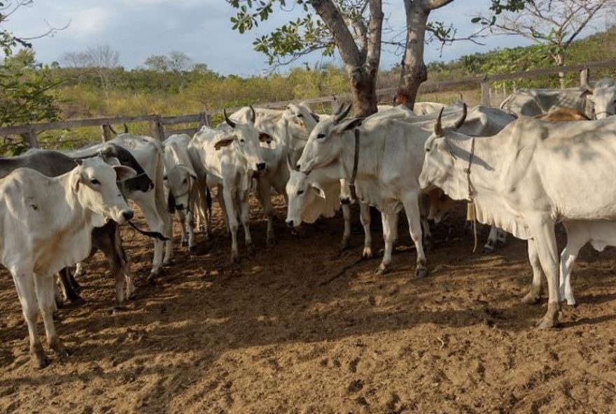 policia-recupera-12-cabecas-de-gado-furtadas-em-propriedade-rural-no-maranhao3A-investigacoes-em-andamento