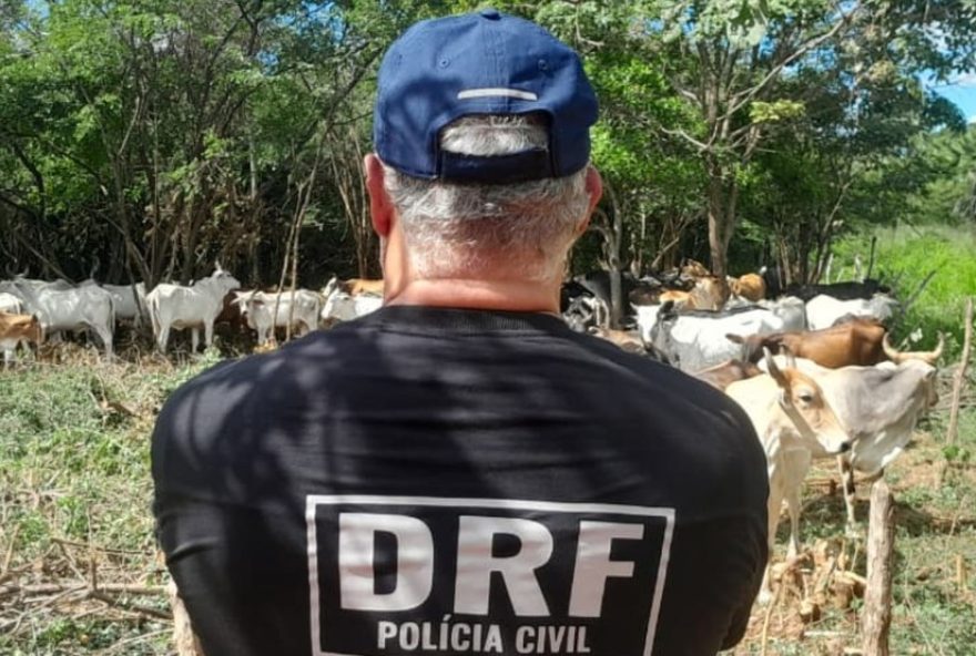 policia-recupera-13-bovinos-de-raca-furtados-no-interior-do-ceara3A-sucesso-na-operacao-de-combate-ao-crime