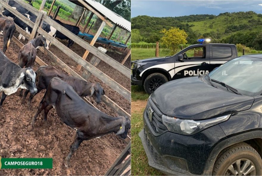 policia-recupera-5-cabecas-de-gado-de-r24-25-mil-em-mg3A-passos-e-fortaleza-de-minas