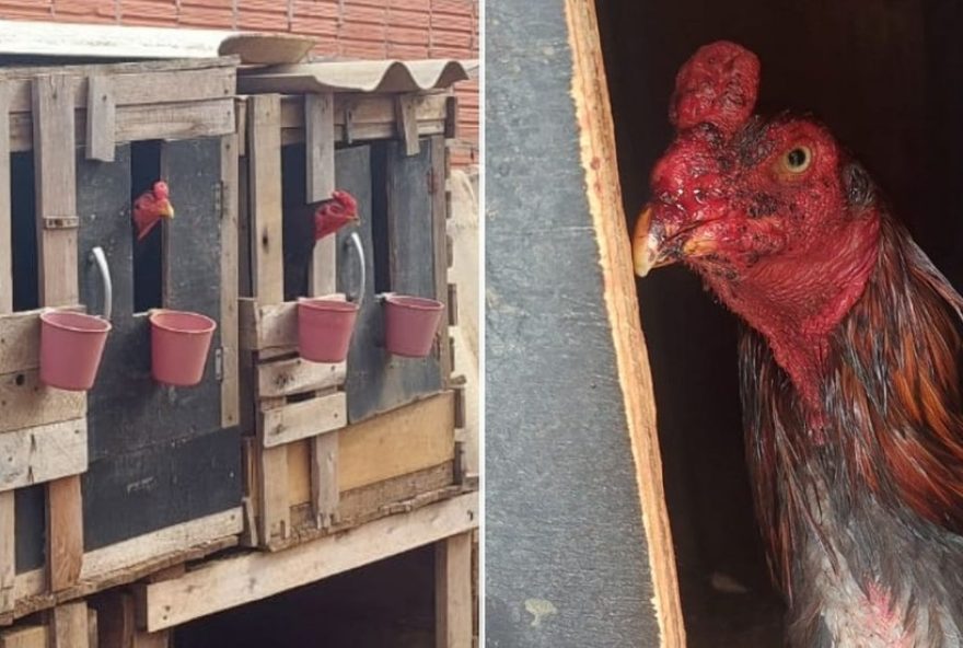 policia-resgata-20-galos-de-briga-e-aves-silvestres-em-leme3B-multa-chega-a-r24-732C5-mil policia-resgata-20-galos-de-briga-e-aves-silvestres-em-leme3B-multa-chega-a-r24-732C5-mil