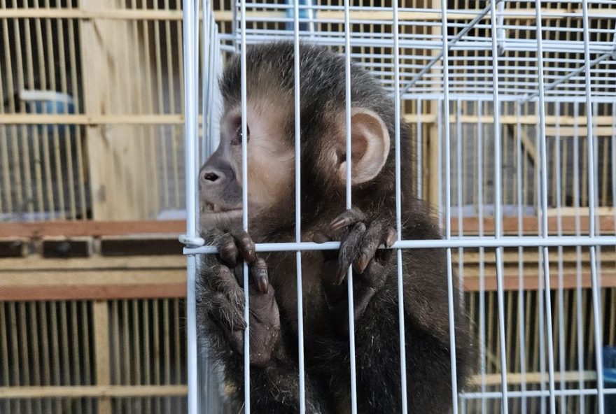 policia-resgata-aves-e-macaco-em-indaiatuba-em-operacao-contra-trafico-de-animais3A-56-animais-apreendidos2C-incluindo-aves-em-risco-de-extincao policia-resgata-aves-e-macaco-em-indaiatuba-em-operacao-contra-trafico-de-animais3A-56-animais-apreendidos2C-incluindo-aves-em-risco-de-extincao
