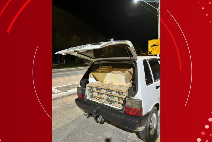 policia-rodoviaria-federal-resgata-mais-de-580-animais-silvestres-em-acao-na-br-1102C-na-bahia