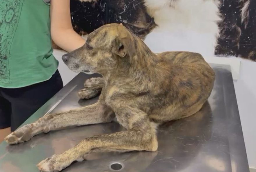 policial-militar-atropela-cachorro-no-df3A-animal-internado-com-suspeita-de-fraturas