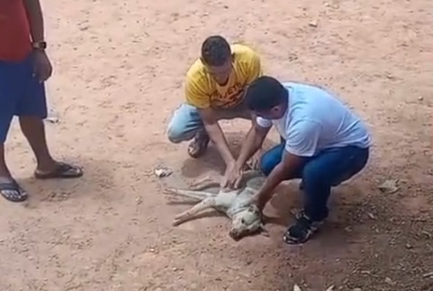 policial-militar-salva-cachorro-com-massagem-cardiaca-em-ribeirao-das-neves