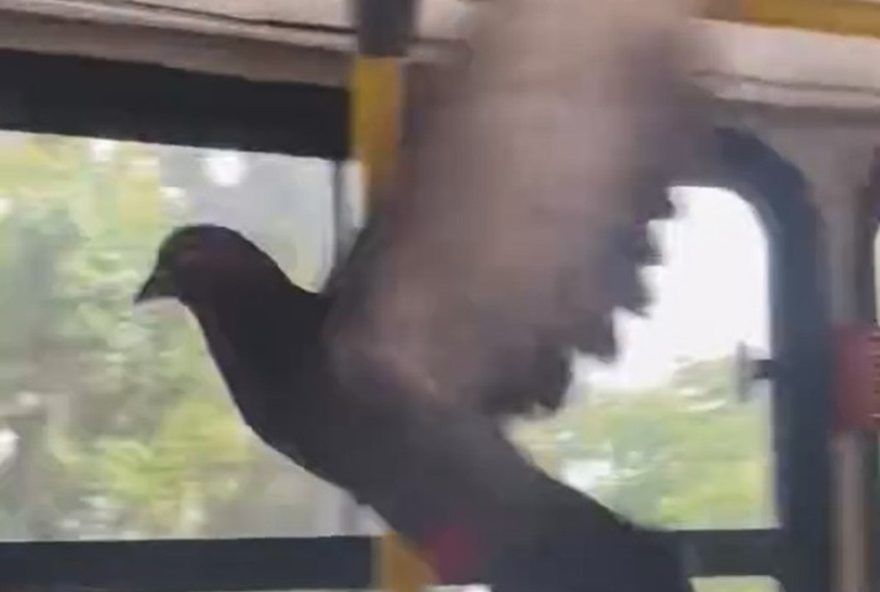 pombo-anda-de-onibus-no-grande-recife-e-assusta-passageiros3A-cena-viraliza