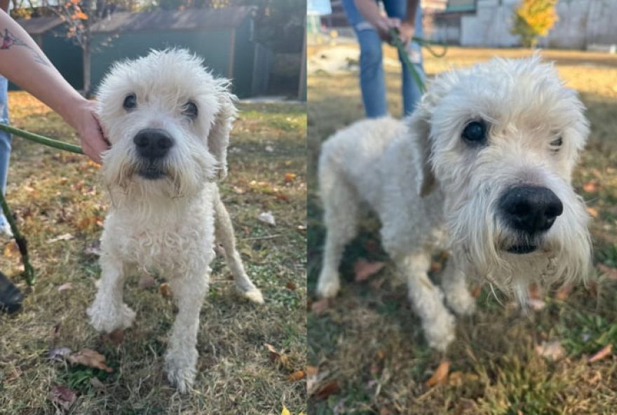 poodle-idoso-abandonado-encontra-nova-vida-em-abrigo-e-e-adotado-por-familia-amorosa