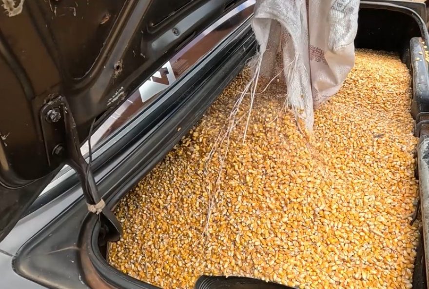 populacao-usa-porta-malas-para-saquear-milho-de-caminhao-tombado-no-parana populacao-usa-porta-malas-para-saquear-milho-de-caminhao-tombado-no-parana