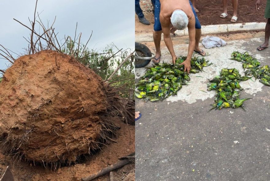 por-que-centenas-de-periquitos-morreram-em-vez-de-voar-em-tempestade-no-ma3F-saiba-mais-sobre-tragedia-e-causas por-que-centenas-de-periquitos-morreram-em-vez-de-voar-em-tempestade-no-ma3F-saiba-mais-sobre-tragedia-e-causas
