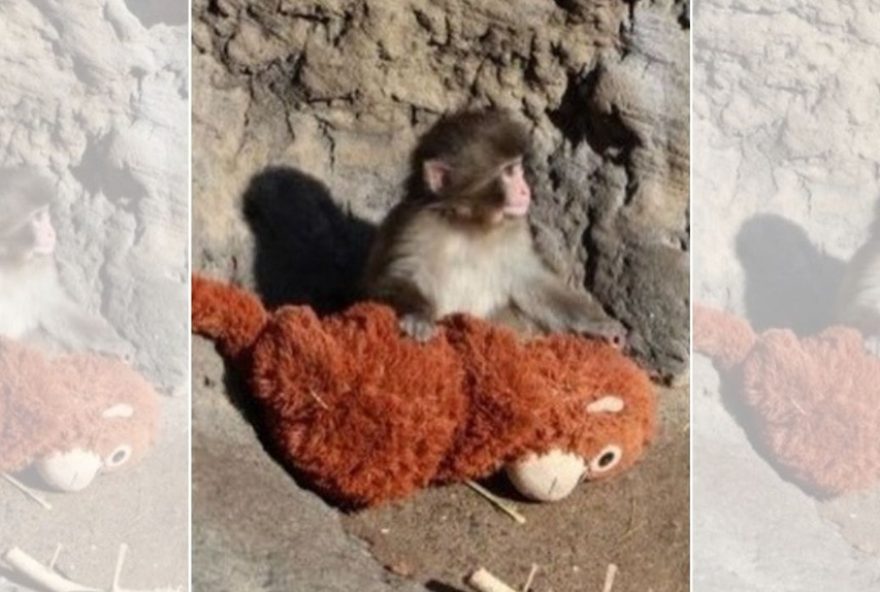 por-que-macaco-rejeitado-pela-mae-adota-pelucia3A-ciencia-explica-amor-e-sobrevivencia por-que-macaco-rejeitado-pela-mae-adota-pelucia3A-ciencia-explica-amor-e-sobrevivencia