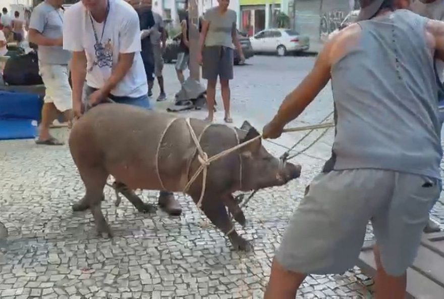 porca-bolt-interrompe-missa-na-catedral-do-rio3A-resgate-e-licao-sobre-guarda-responsavel