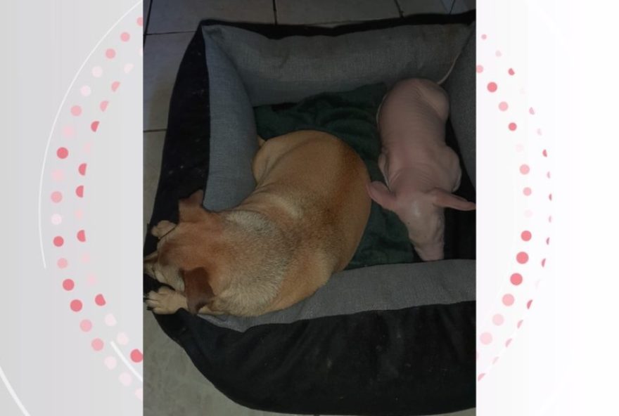 porca-peppa-aprende-a-latir-apos-conviver-com-cachorros-em-propriedade-rural-do-pr