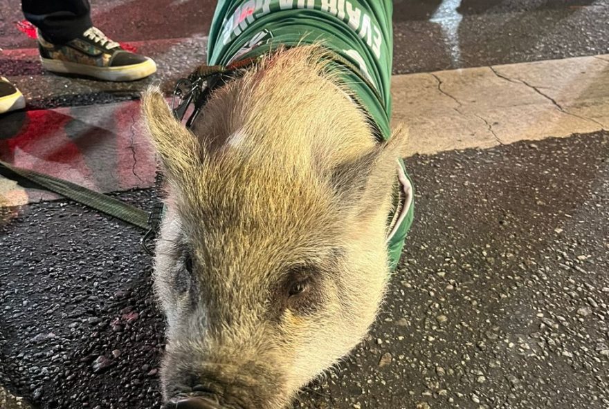 porco-evair-da-guia-anima-pre-jogo-da-libertadores-no-allianz-parque-ao-lado-de-torcedores-do-palmeiras